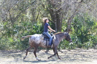 Medium_horserunning