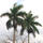 Thumb_royal_palms